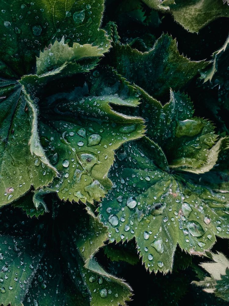 Photograph by Александра Шабаева