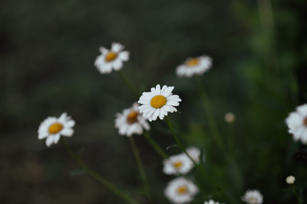 Photograph by Татьяна Шалкова