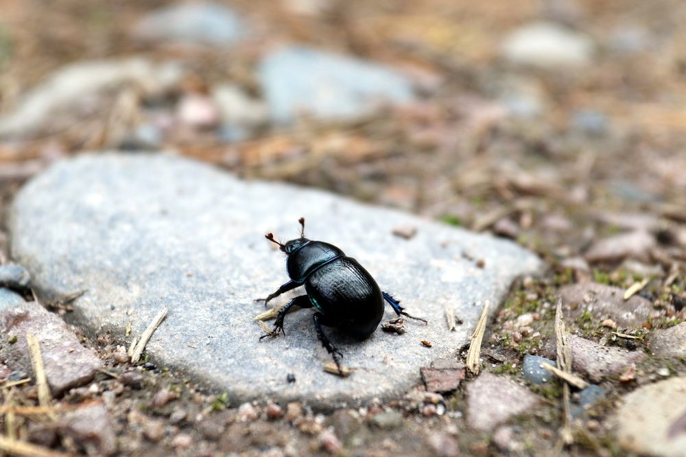 Фотография автора Елена Колосова