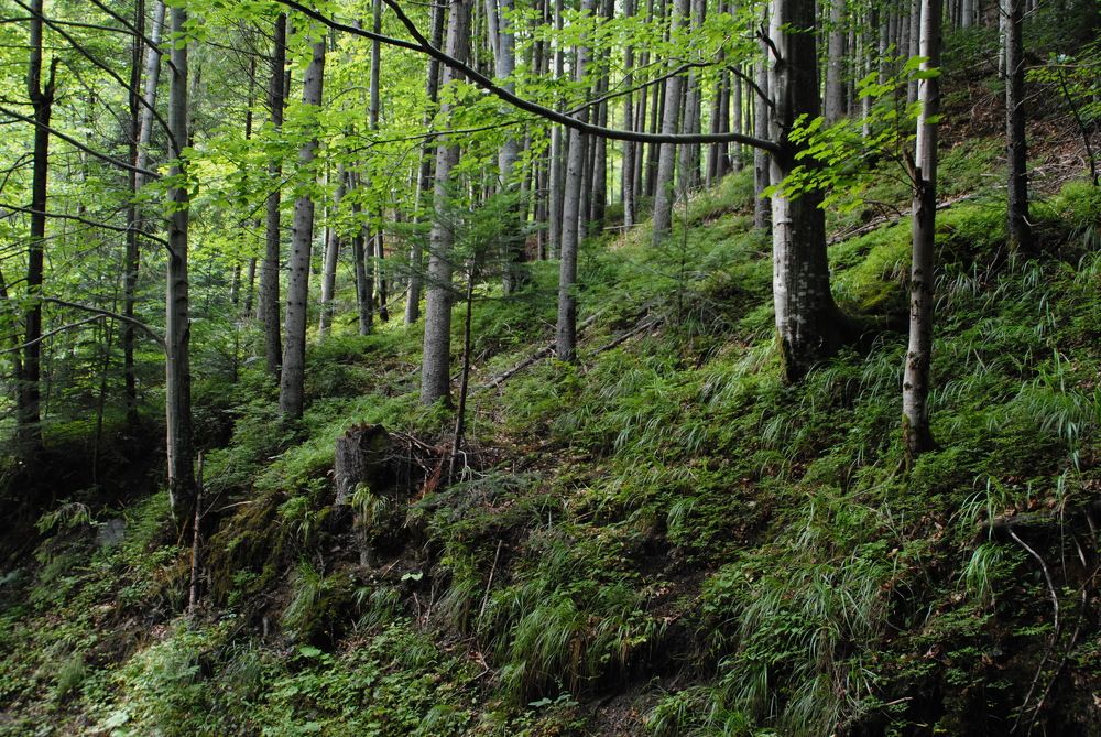 Photograph by Инна Сечко