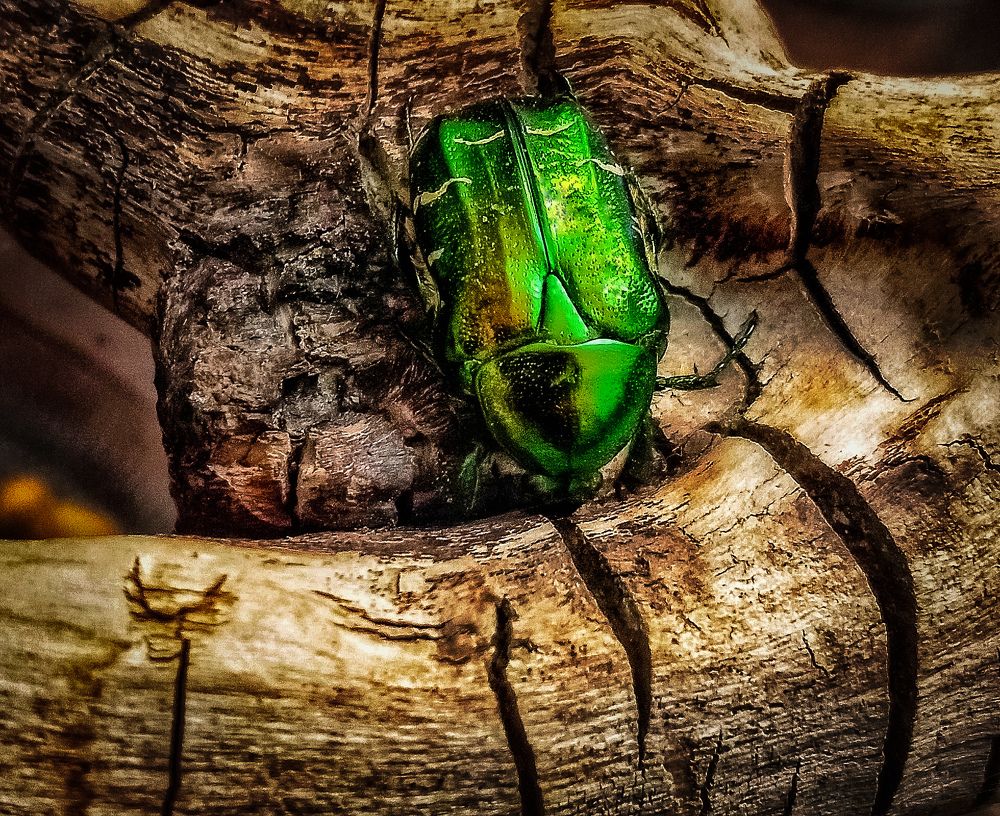 Фотография автора hakan mohammadi