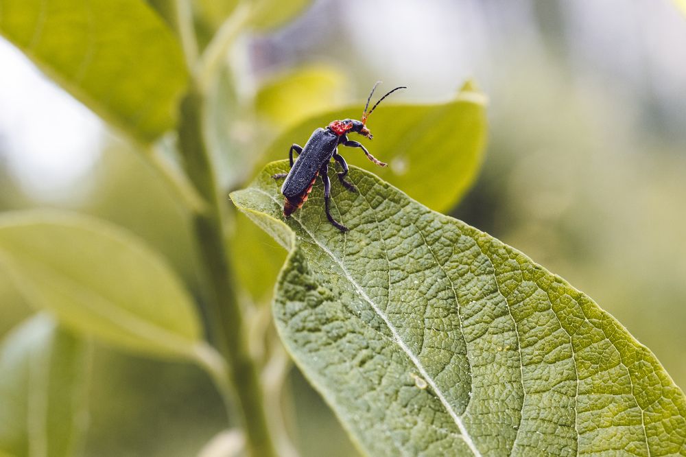 Photograph by Natalia Megelbey