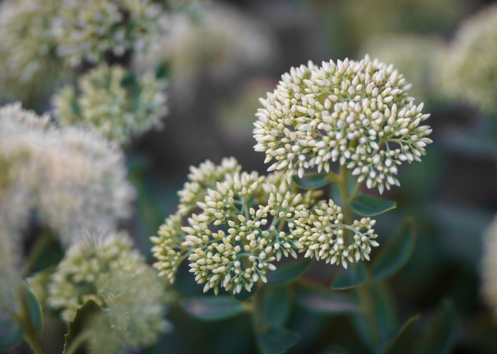 Фотография автора Алина Михайленко