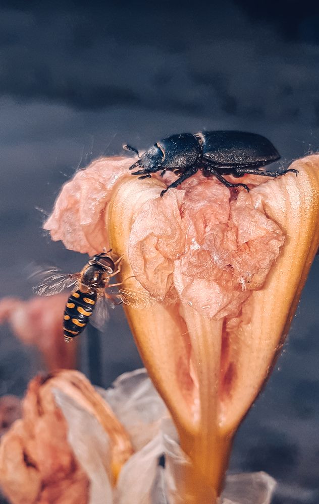 Photograph by Елена Твардовськая