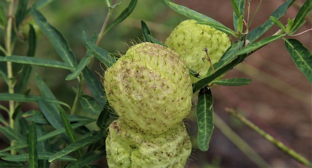 Photograph by Carol Taylor