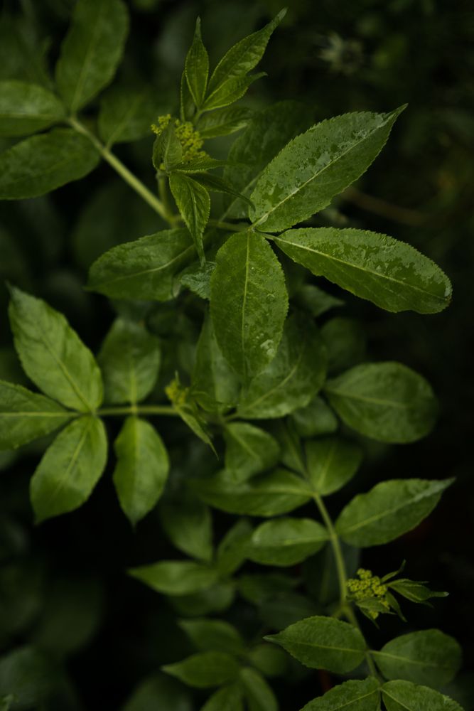 Photograph by Лола Аббасова