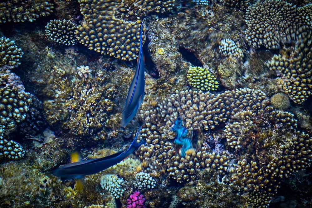 Photograph by Asmaa ELTouny