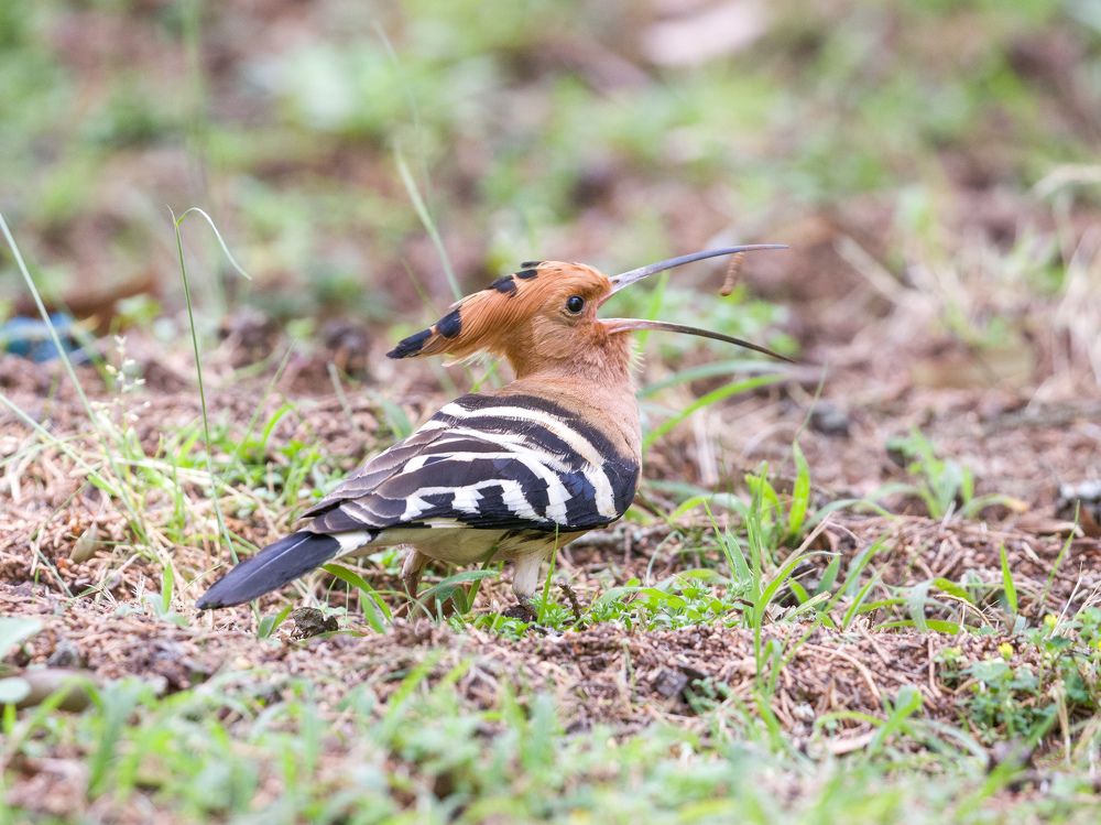 Common Hoopoe