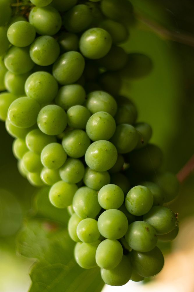 Photograph by Мария Мягкая