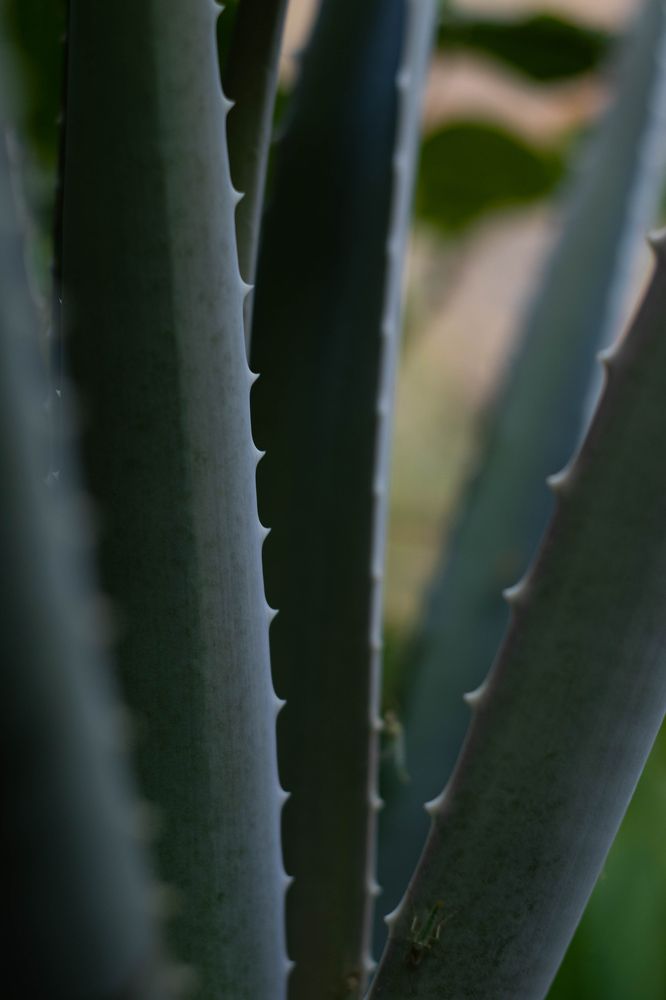 Photograph by Мария Мягкая