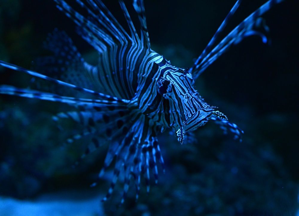 Фотография автора Григорий Червяков