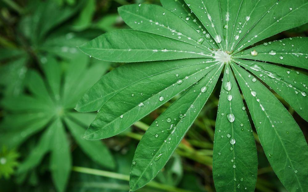 Фотография автора Саша Керн