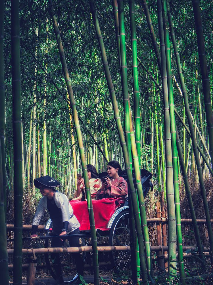 Journey through the bamboo forest