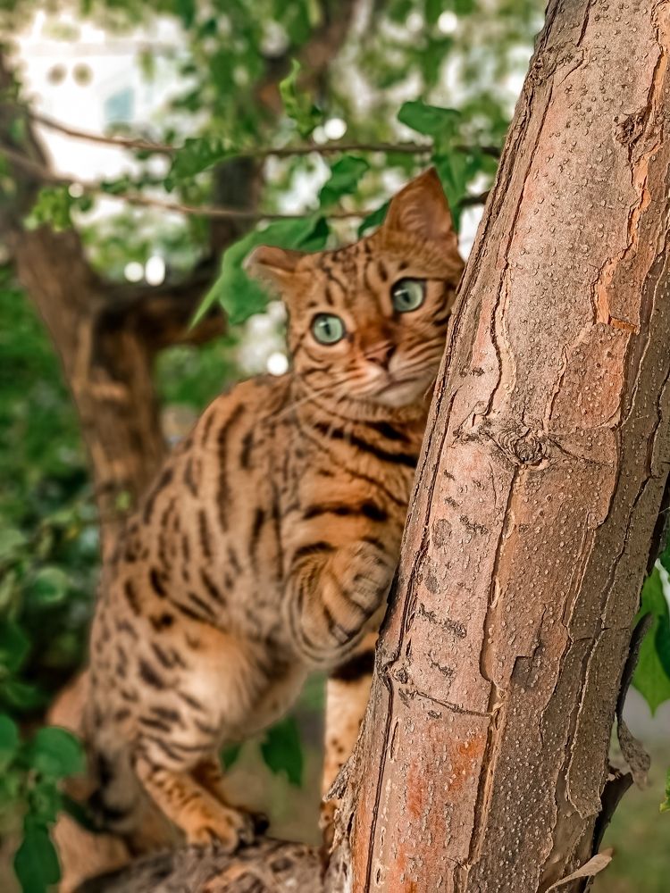 Фотография автора Татьяна Шахова