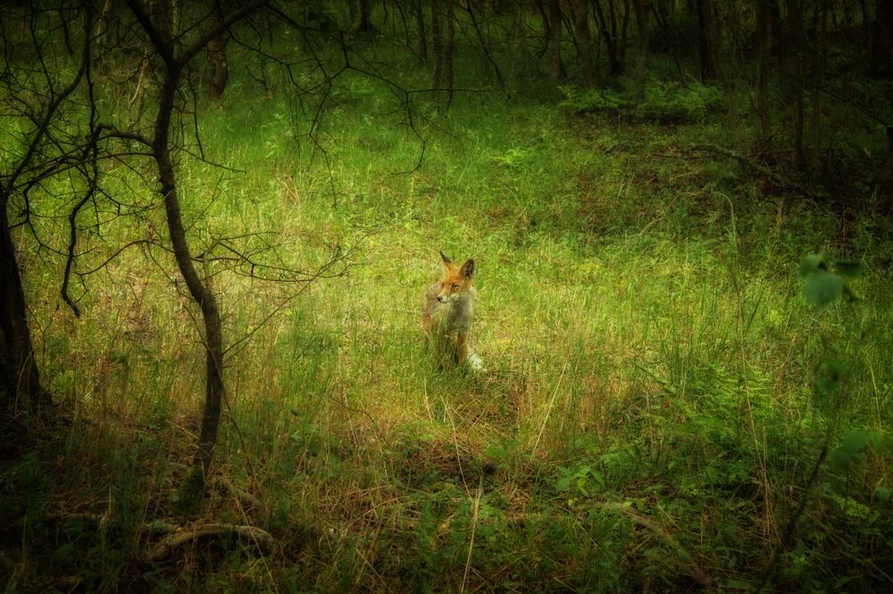 Photograph by Николай Тышкунов