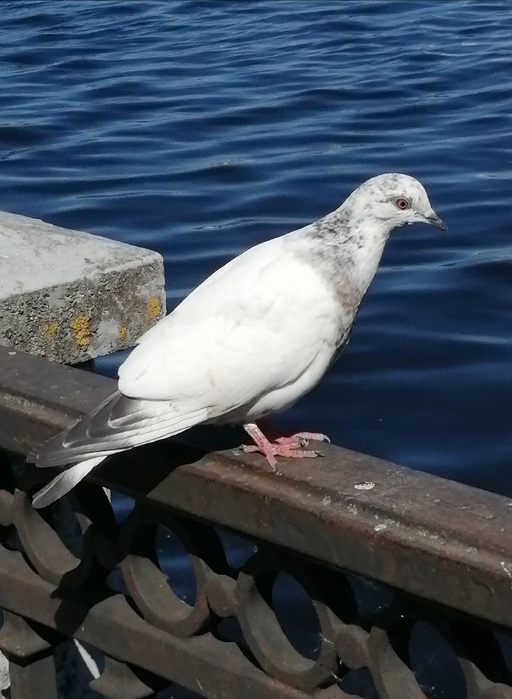 Photograph by Галина Смирнова