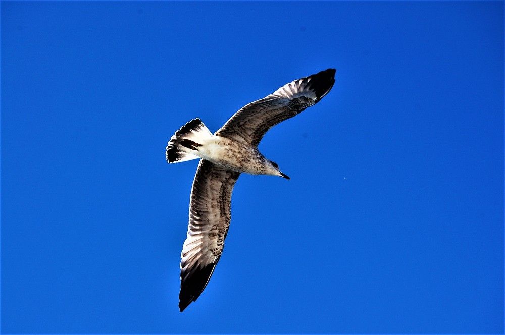 Photograph by БРОВКО АЛЕКСАНДР ИВАНОВИЧ