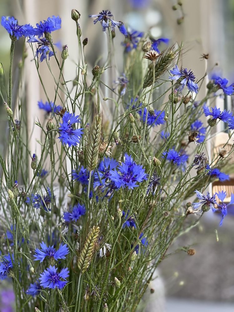 Фотография автора Наталья Васько -Черданцева