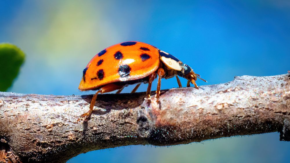 Фотография автора Максимов Алексей