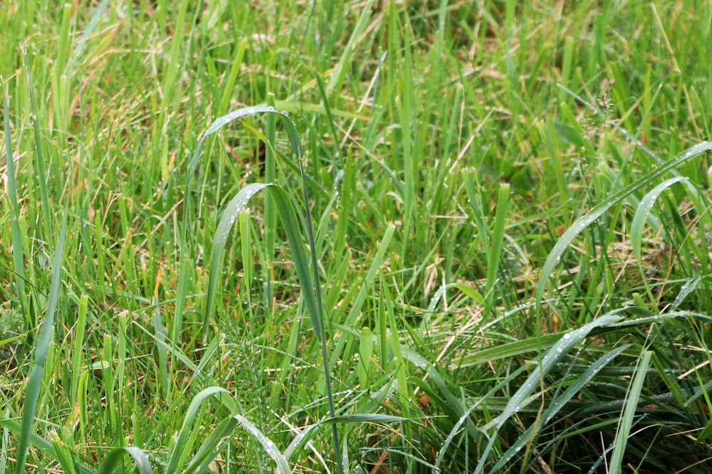 летняя роса