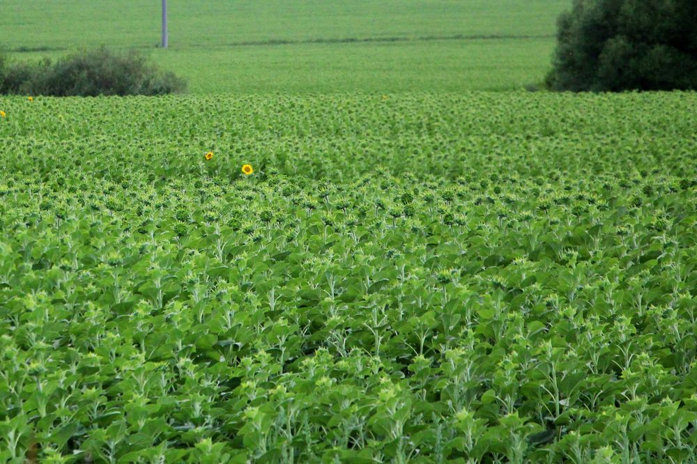 первый подсолнух