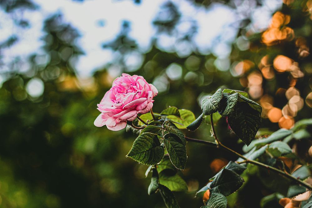 Photograph by Елена Кудейкина