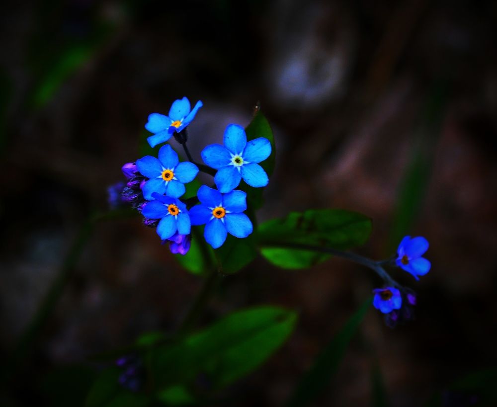 Цветы небесной красоты