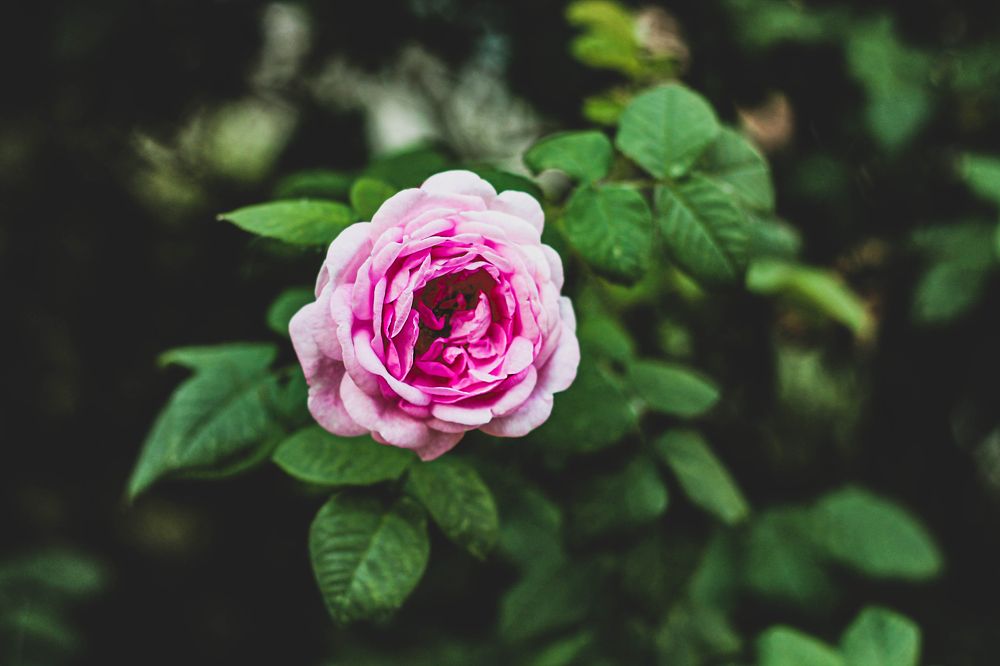 Photograph by Елена Кудейкина