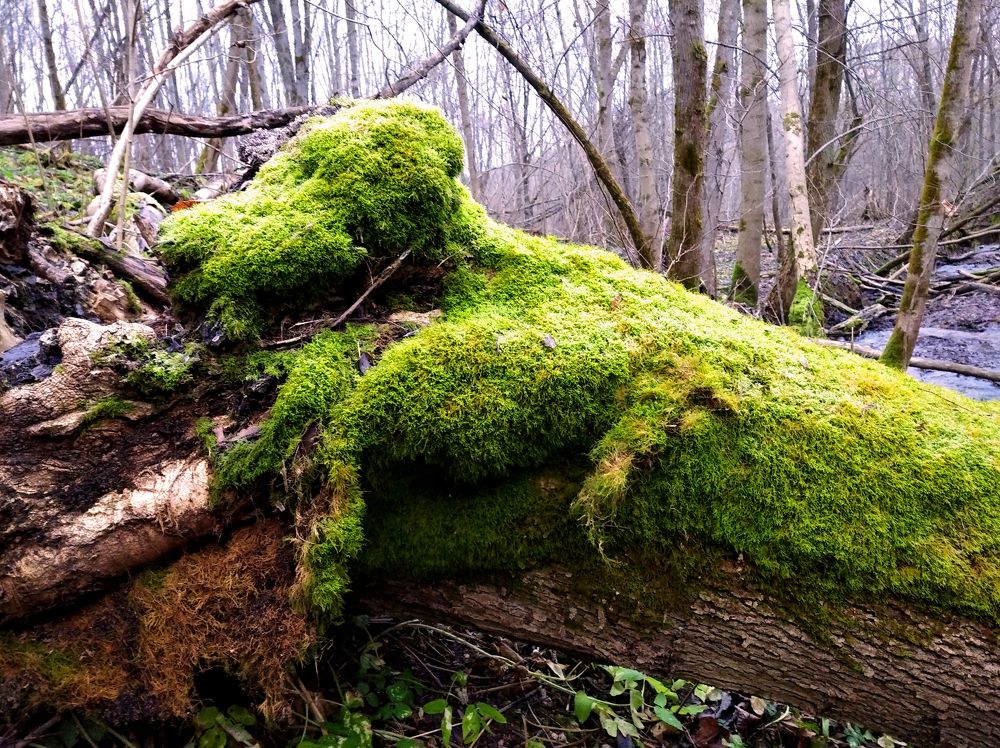 Photograph by Юрий Яковлев