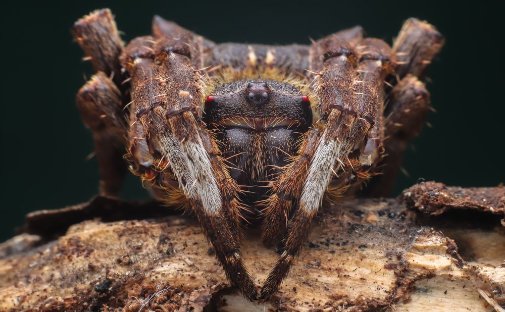 Abandoned orb weaver.