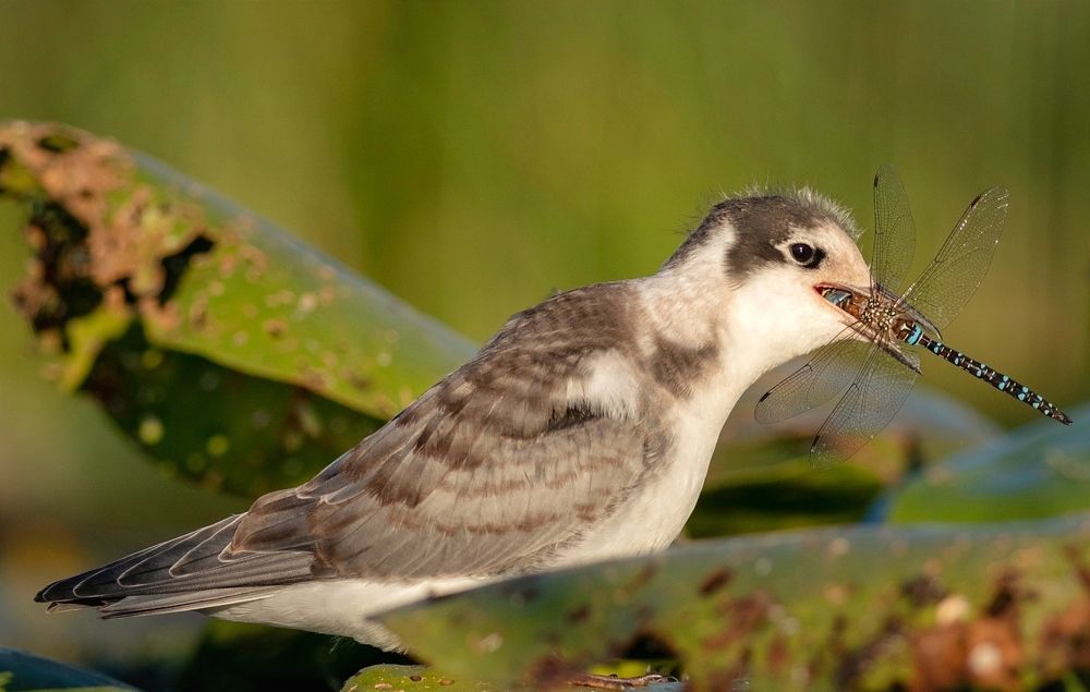 Photograph by Павел Краснослободцев