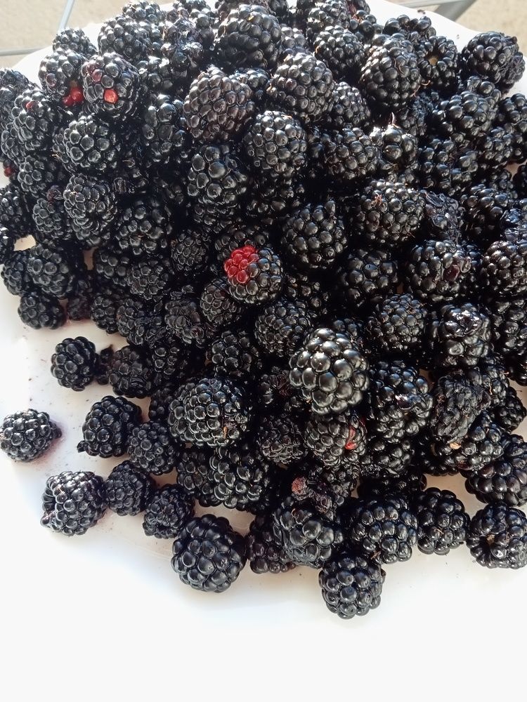 Photograph by José António Garcia Ferreira de Almeida