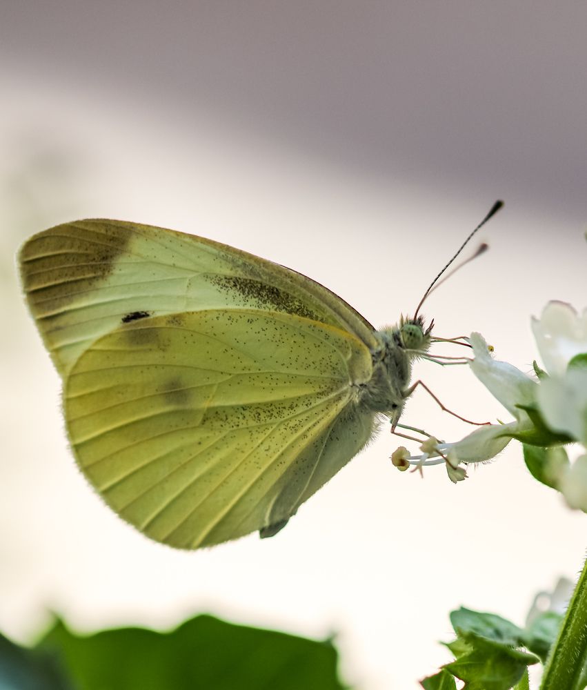 Photograph by Оксана Сафина