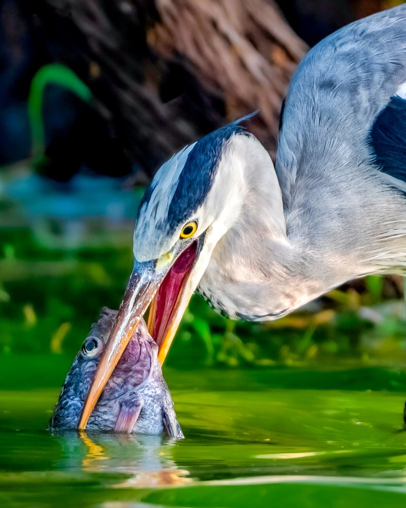 Grey heron hunt tilapia fish.