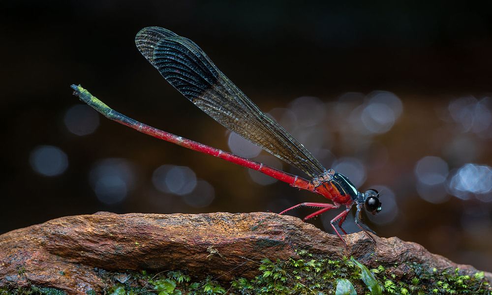 Photograph by Manjunath S