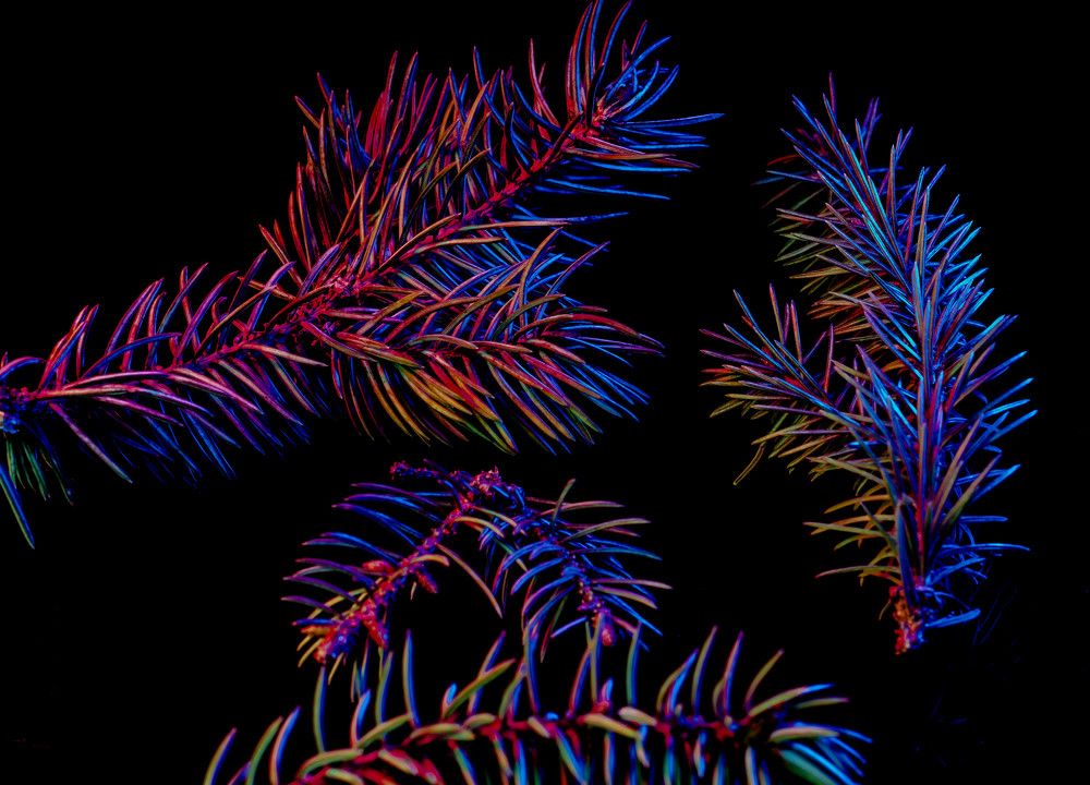 Синие оттенки ели