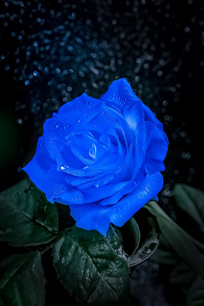 Photograph by Татьяна Гринько