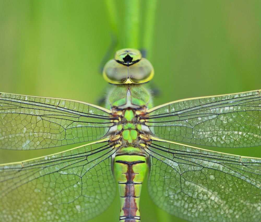 Photograph by ruurd visser