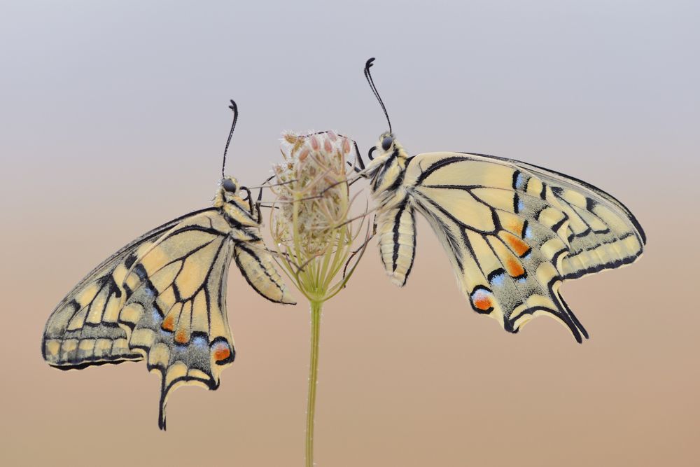 Photograph by ruurd visser