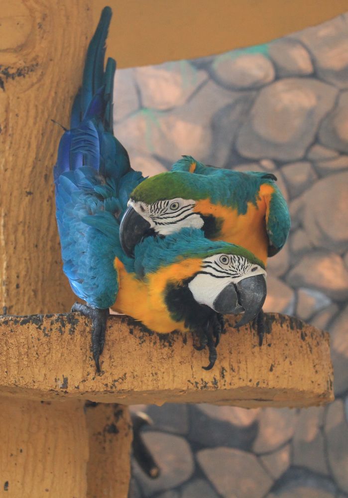 Blue and yellow macaw parrot