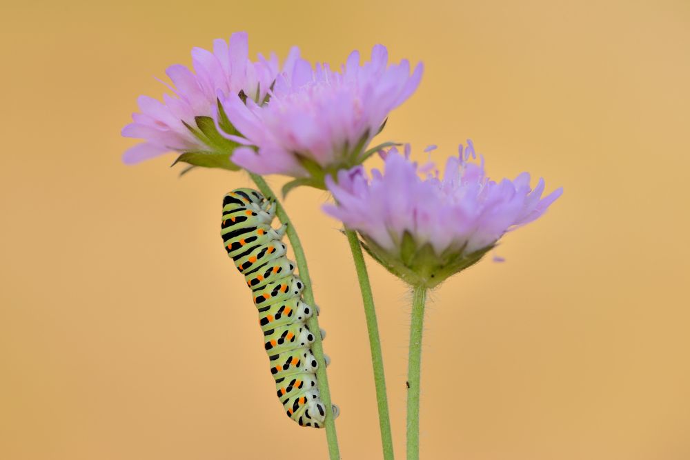 Photograph by ruurd visser