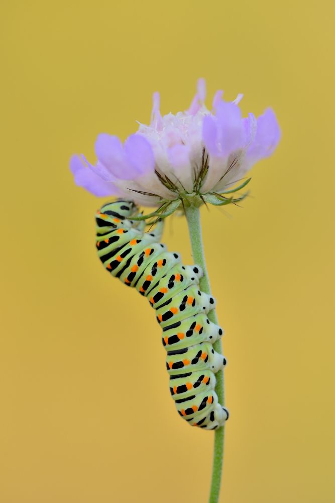 Photograph by ruurd visser