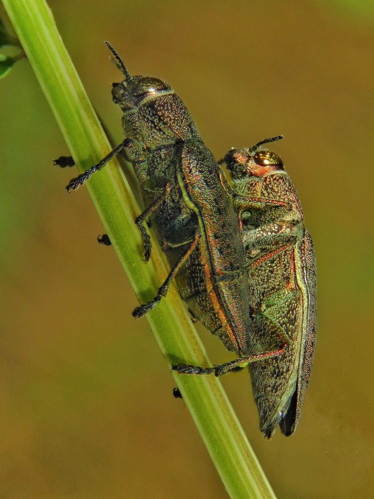 Photograph by Amin Ghaffarian