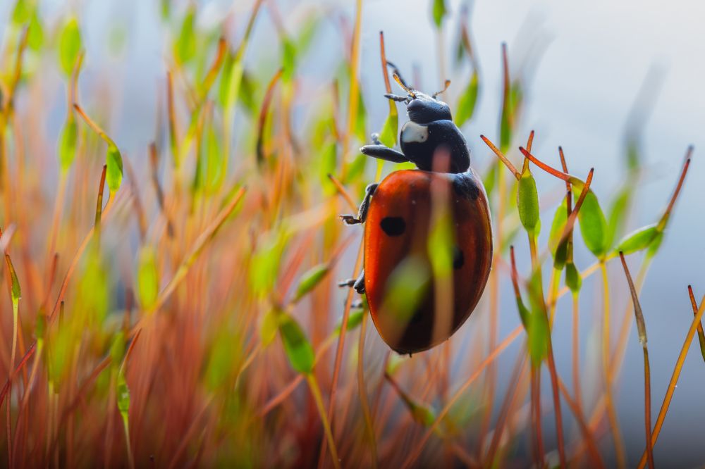 Photograph by Александр Рындин