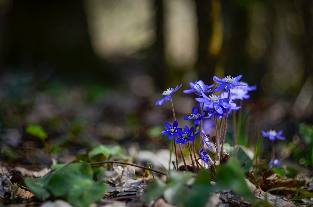 Первые весенние