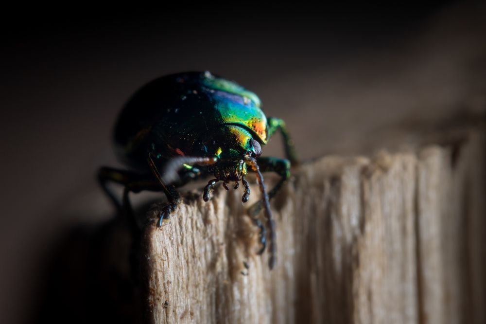 Photograph by Александр Рындин