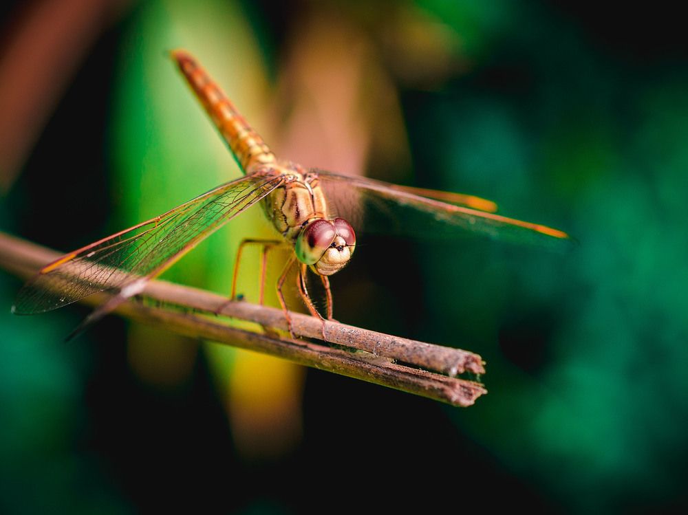 Dragon Fly