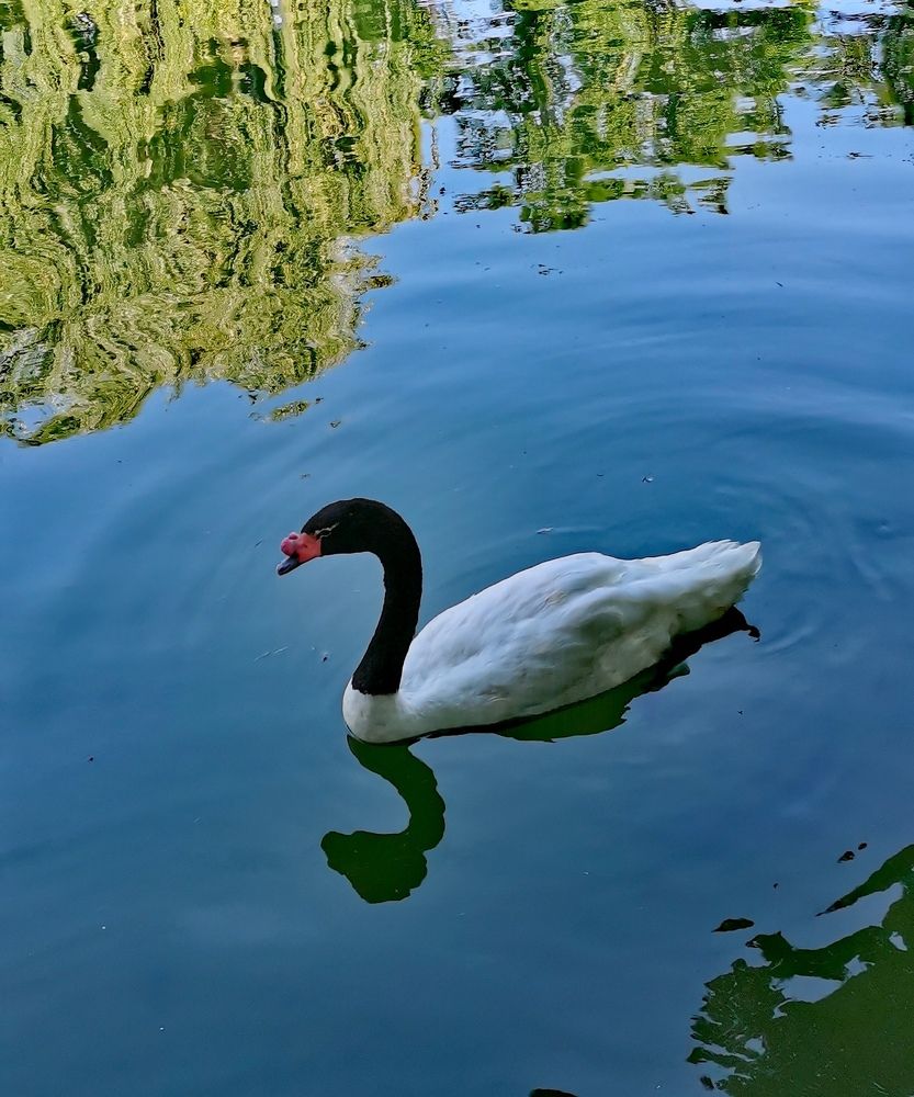 Фотография автора Rafa