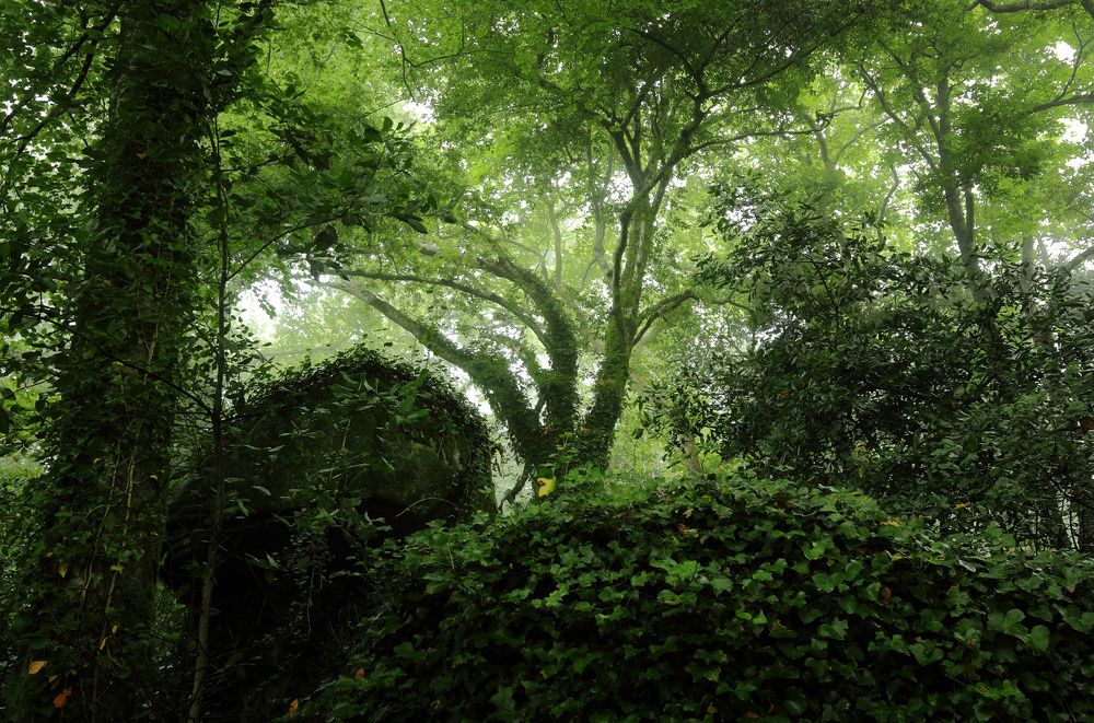 Зеленый хаос