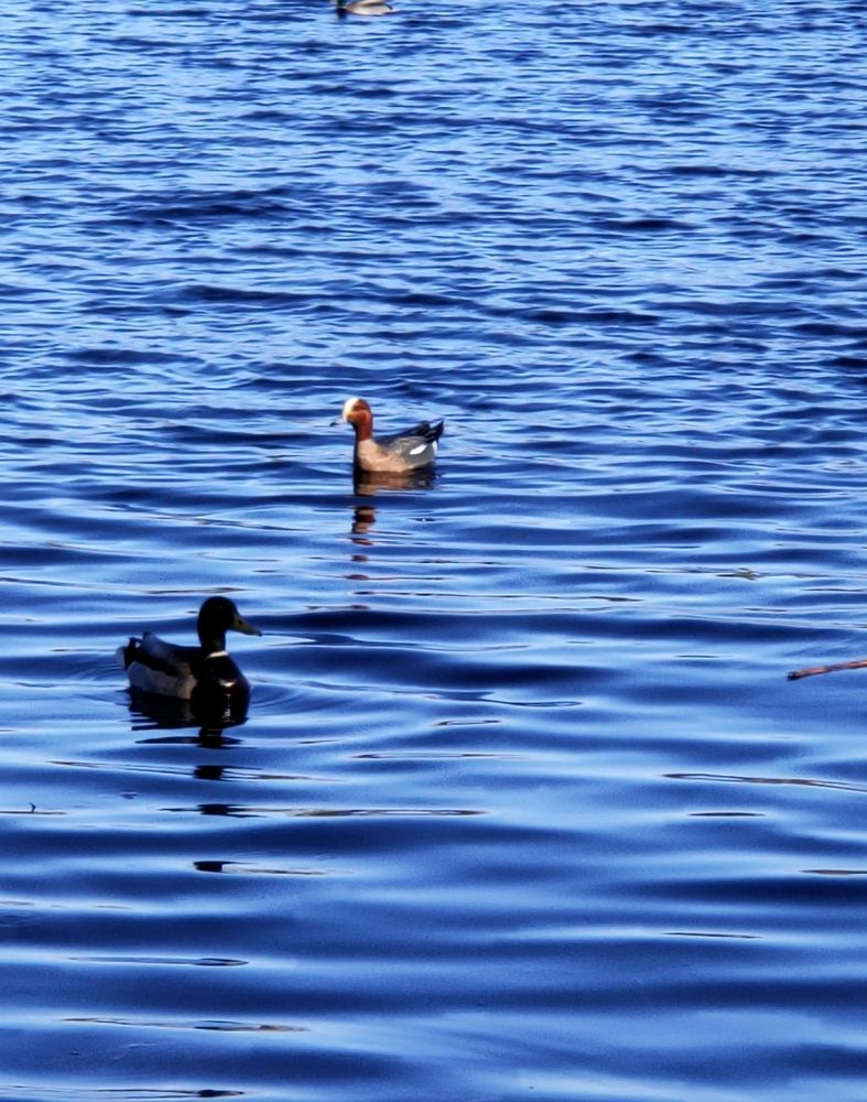 Фотография автора Светлана Смирнова